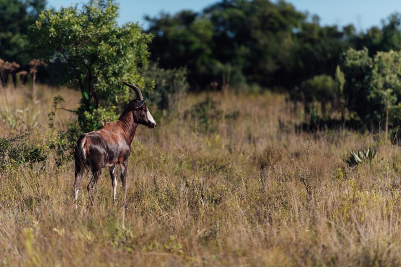 Thaba Eco Hotel Johannesburg Exteriér fotografie