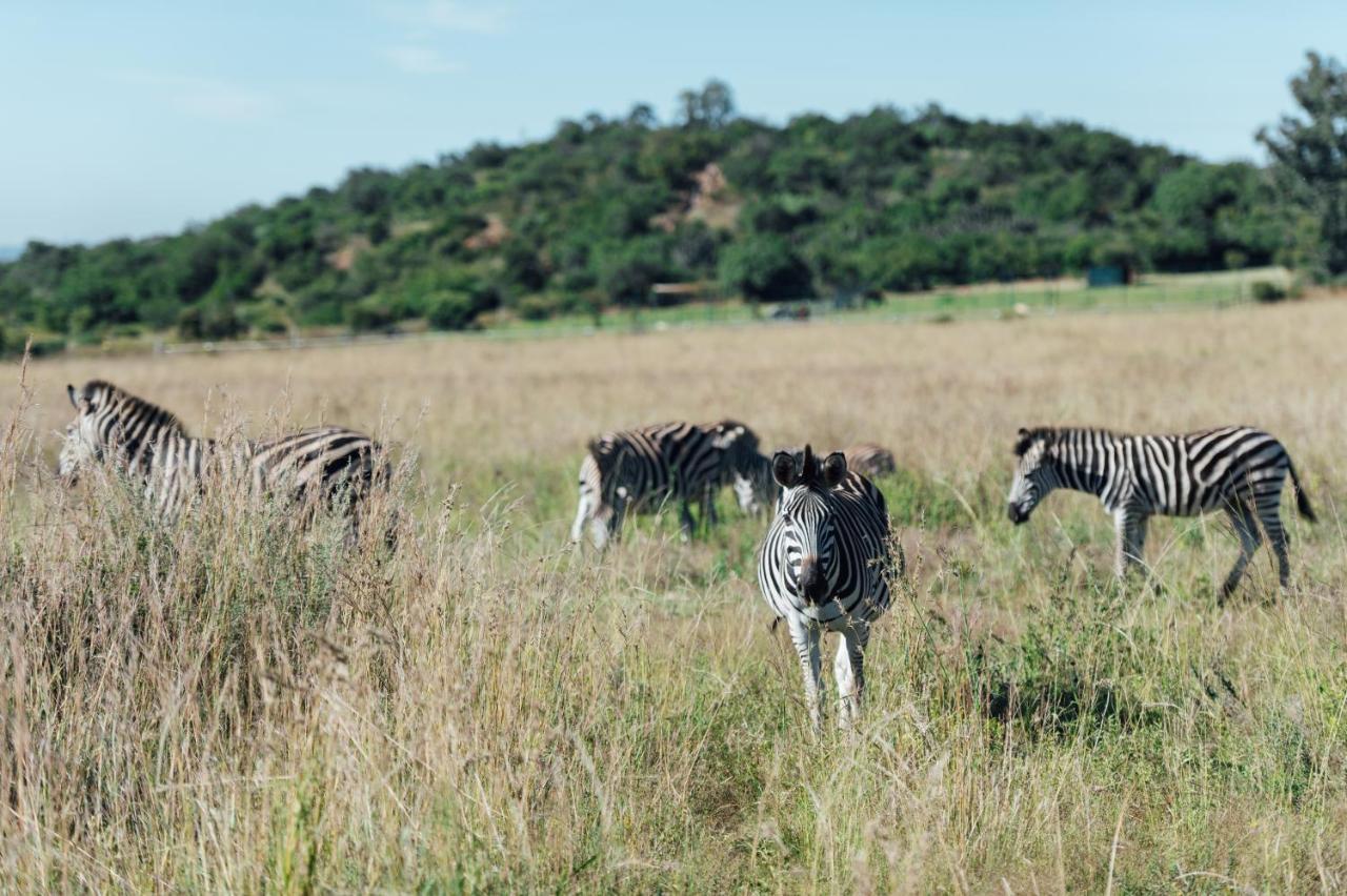Thaba Eco Hotel Johannesburg Exteriér fotografie